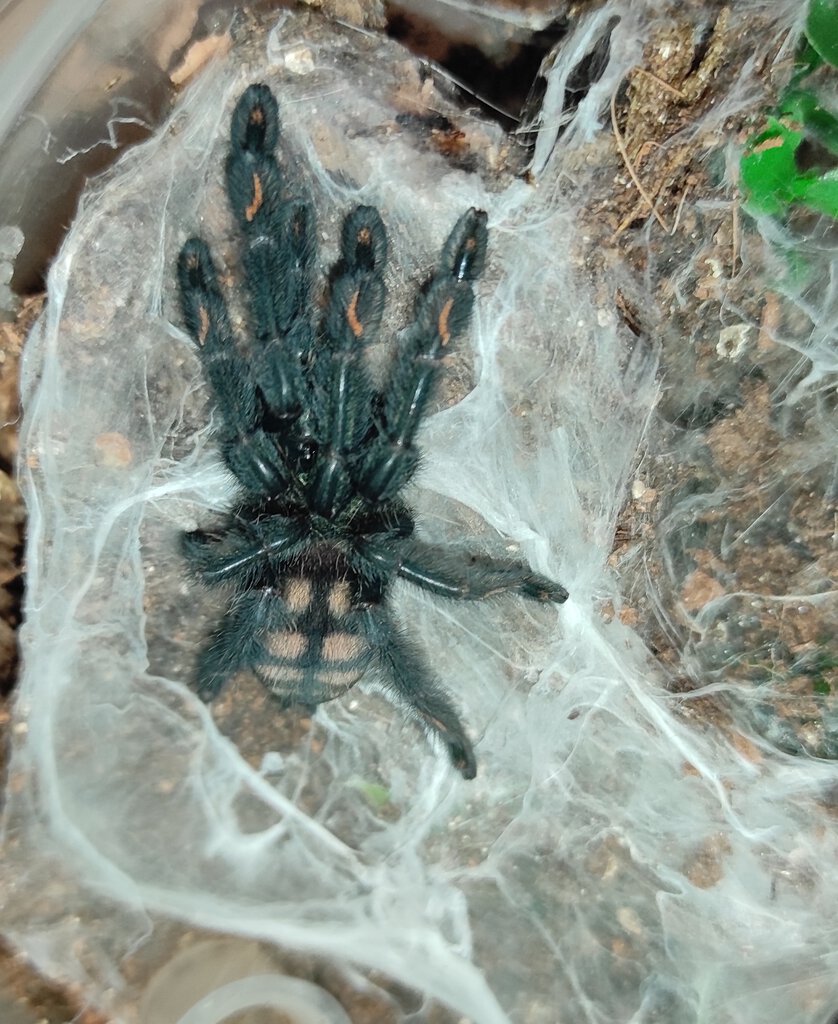 Freshly molted P. irminia