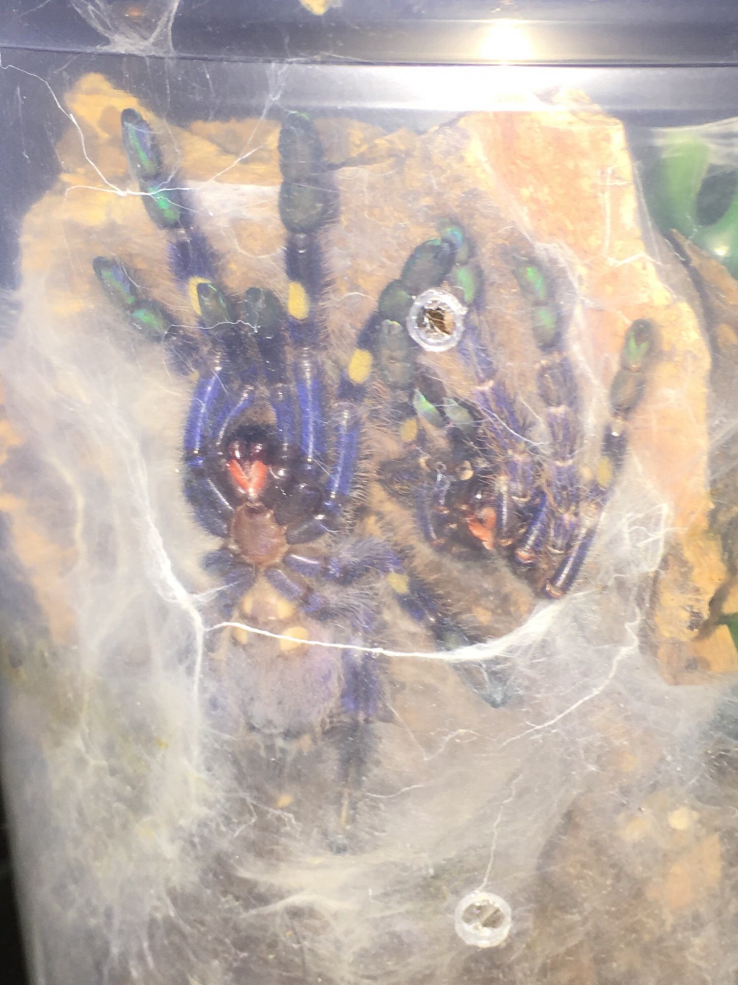 Freshly molted P. metallica