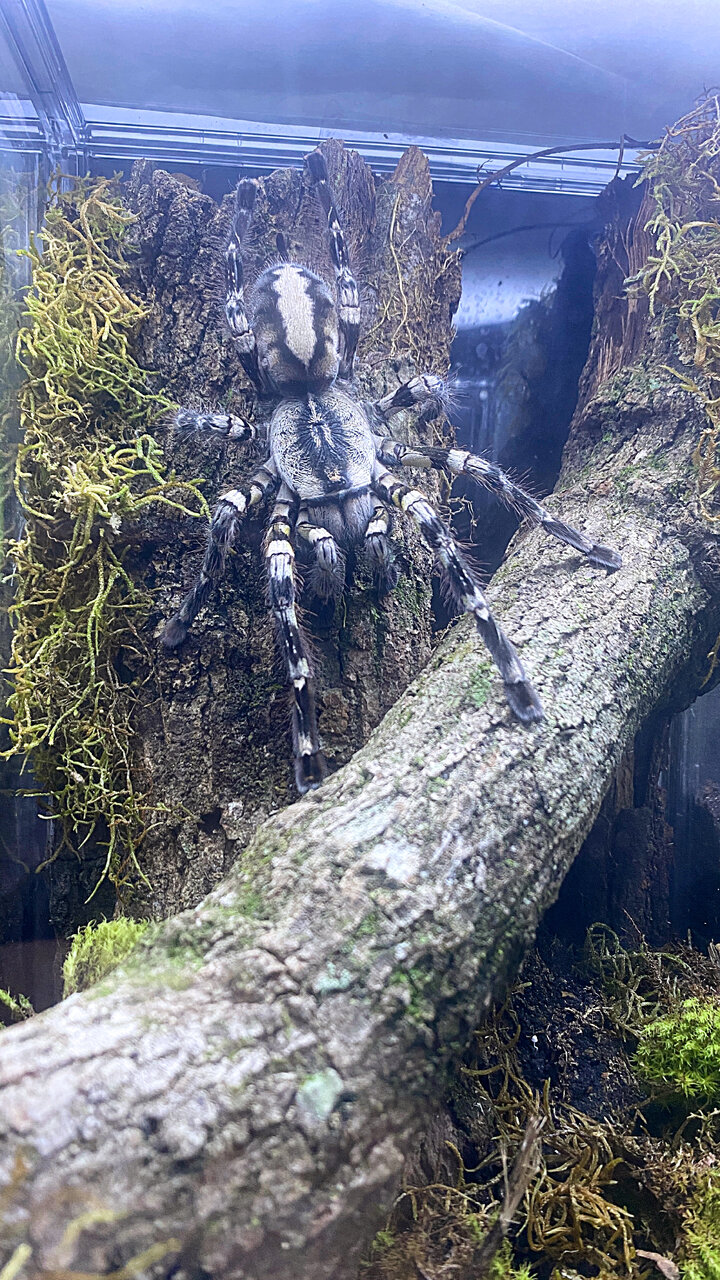 Freshly molted P. regalis big female