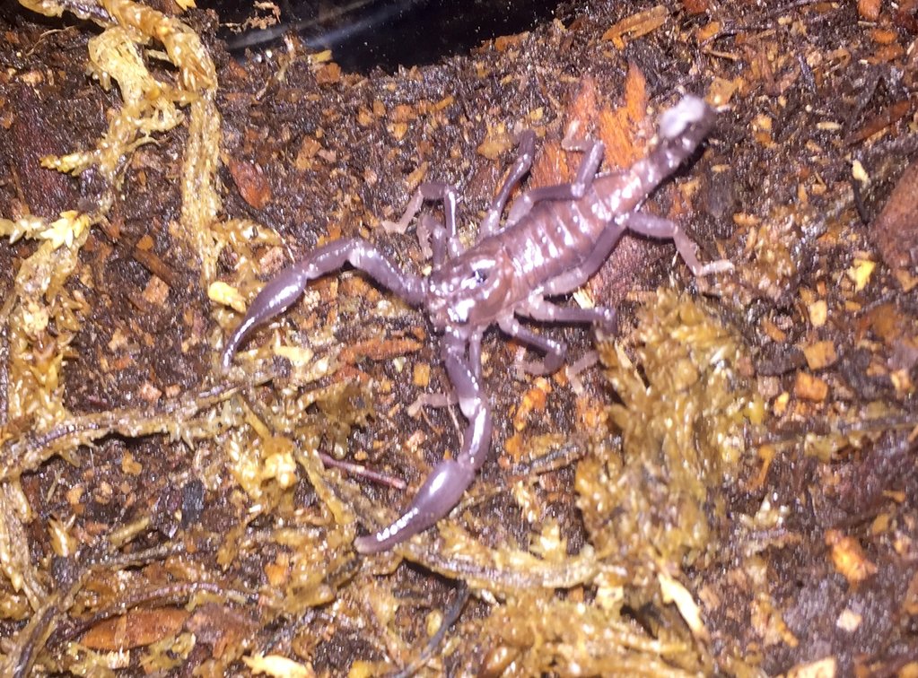 Freshly Molted Pandinus Imperator