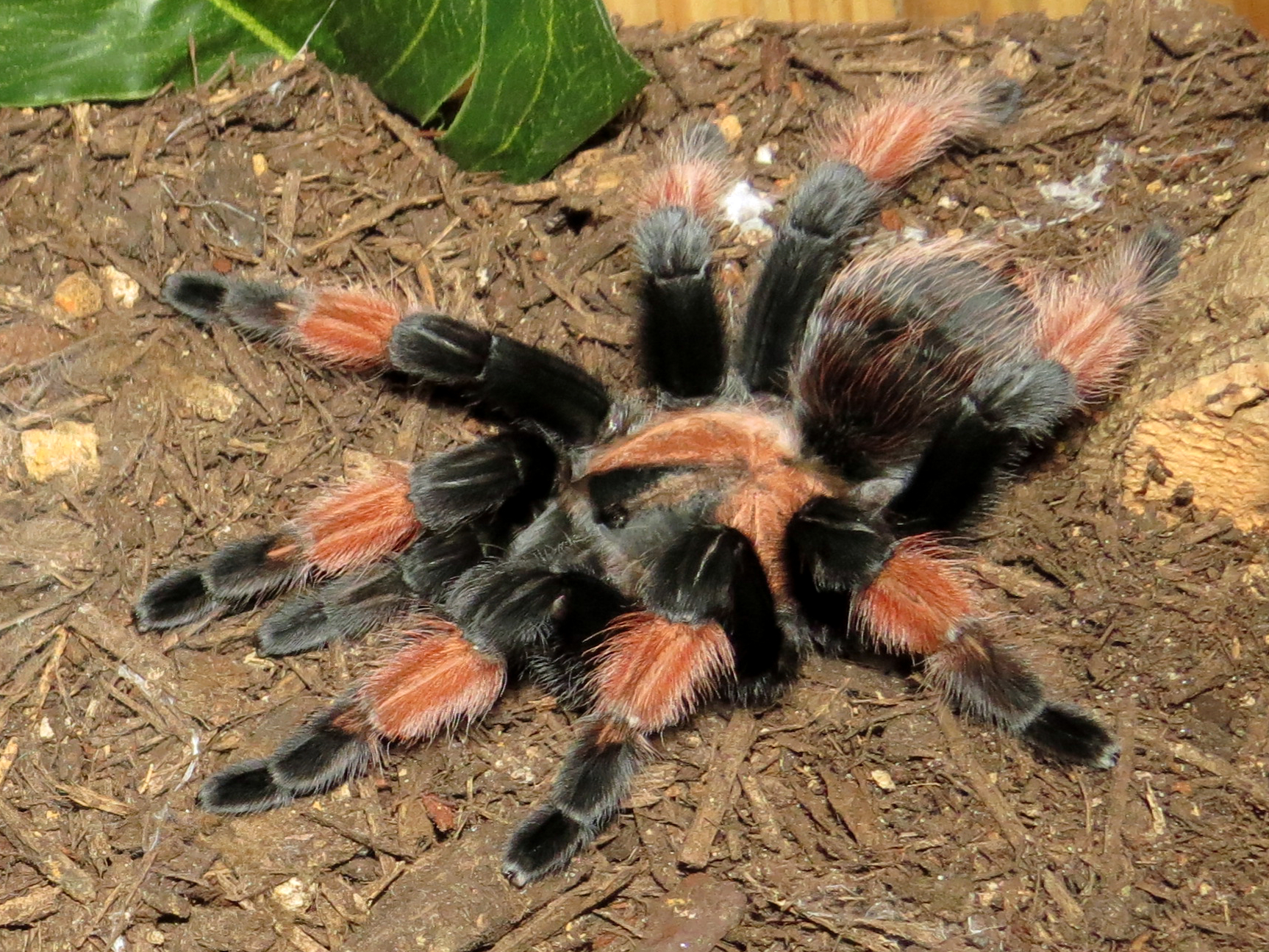 Freshly Molted Petra (♀ Brachypelma emilia) [1/2]