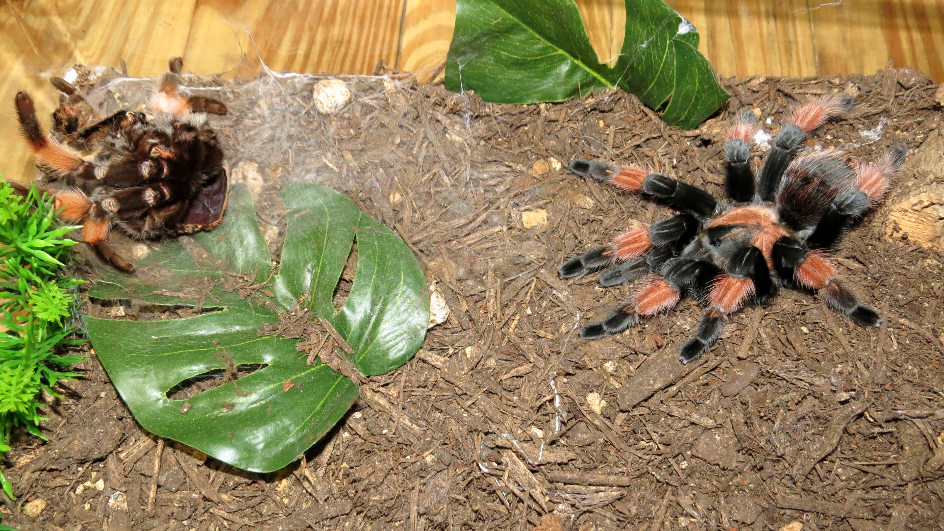 Freshly Molted Petra (♀ Brachypelma emilia) [2/2]