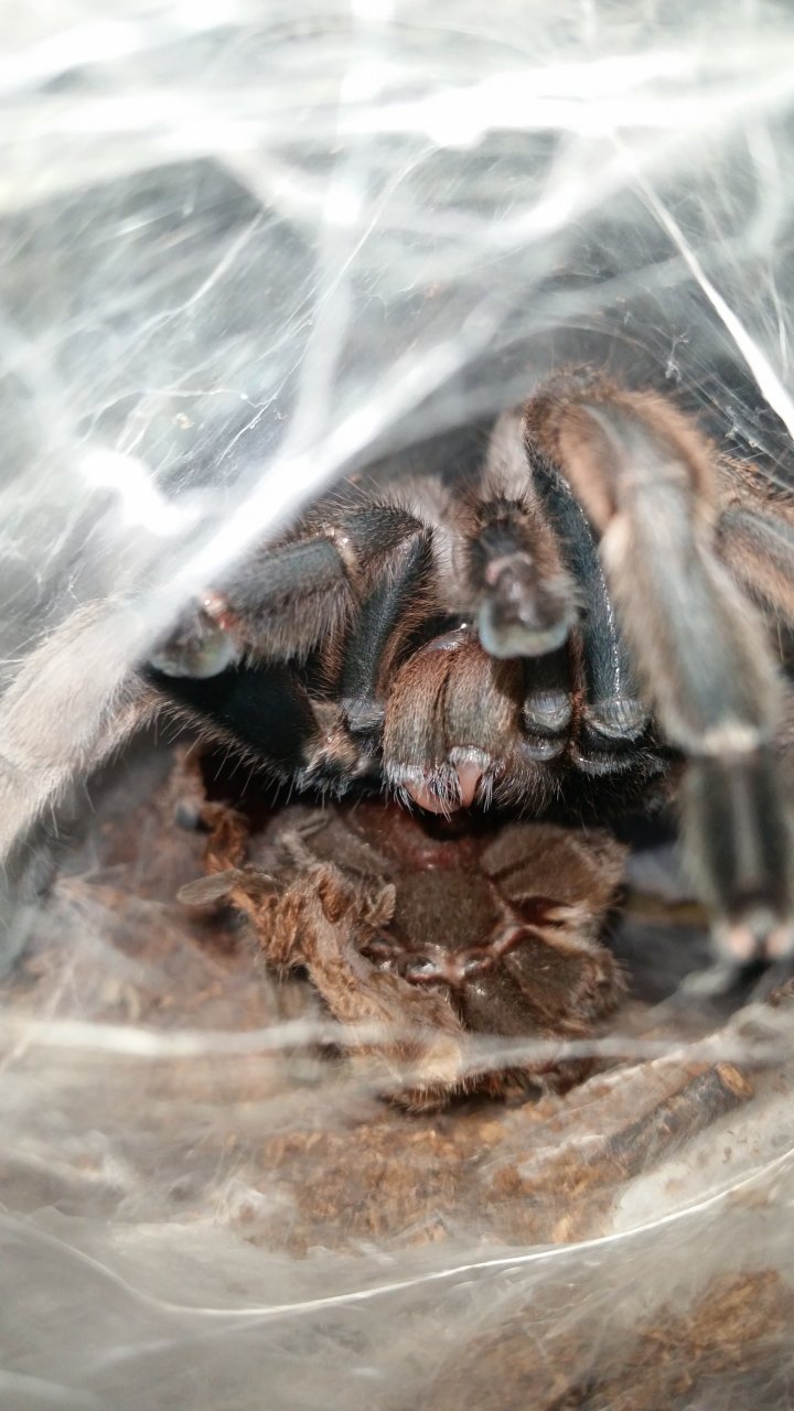 Freshly Molted Phlogius Rubiseta