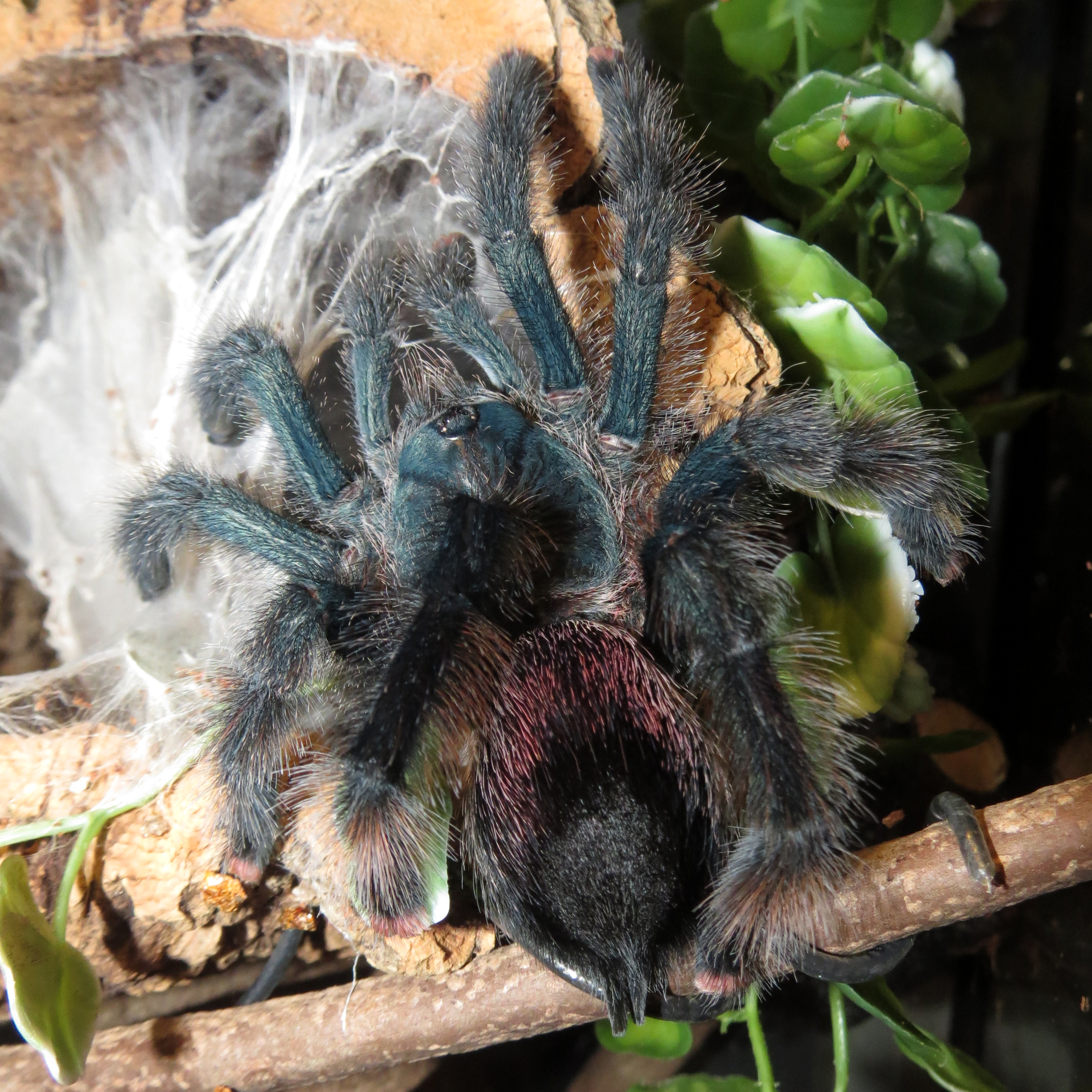 Freshly Molted Poop Cannon (♀ Avicularia avicularia 5")