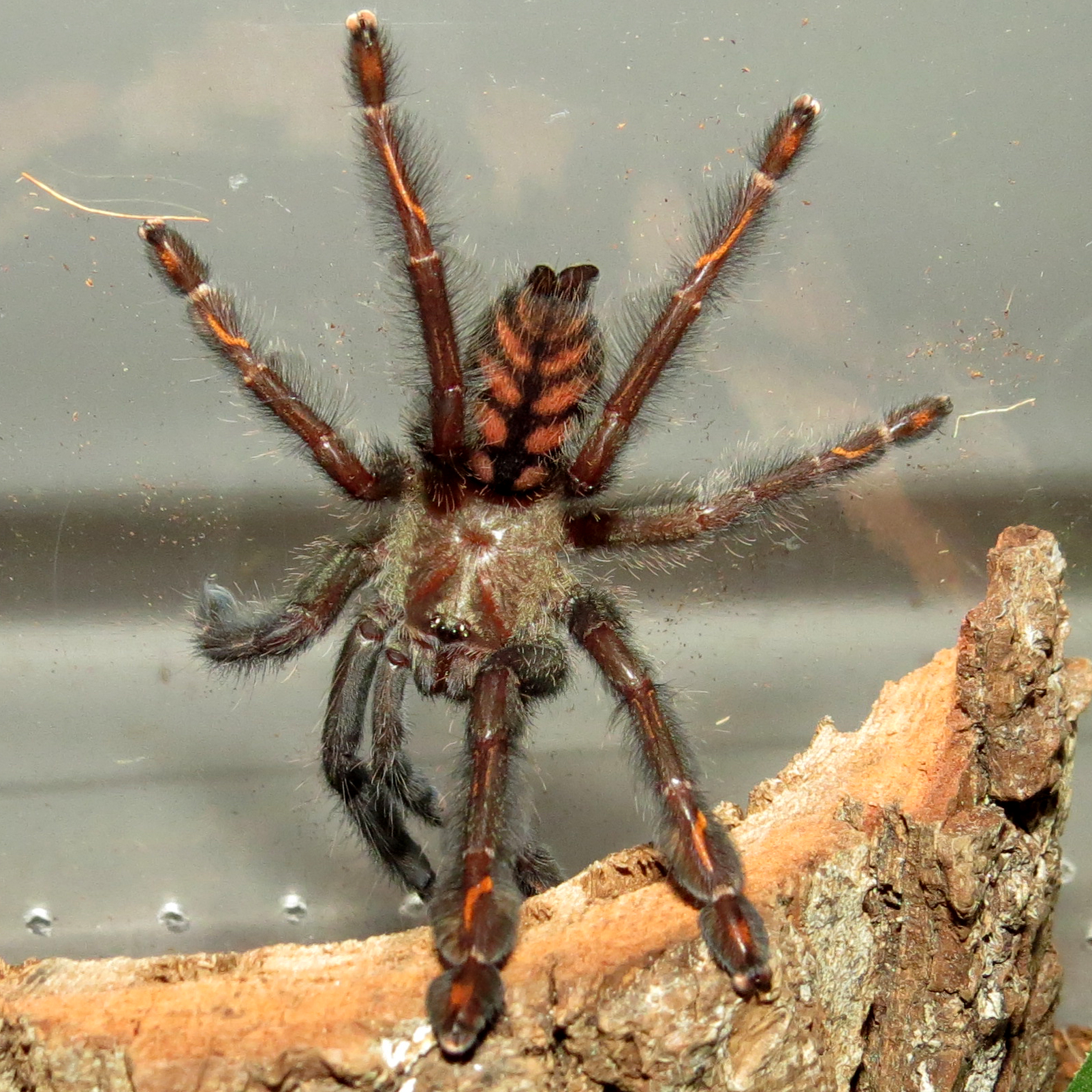 Freshly Molted Psalmopoeus irminia (3" ♀)