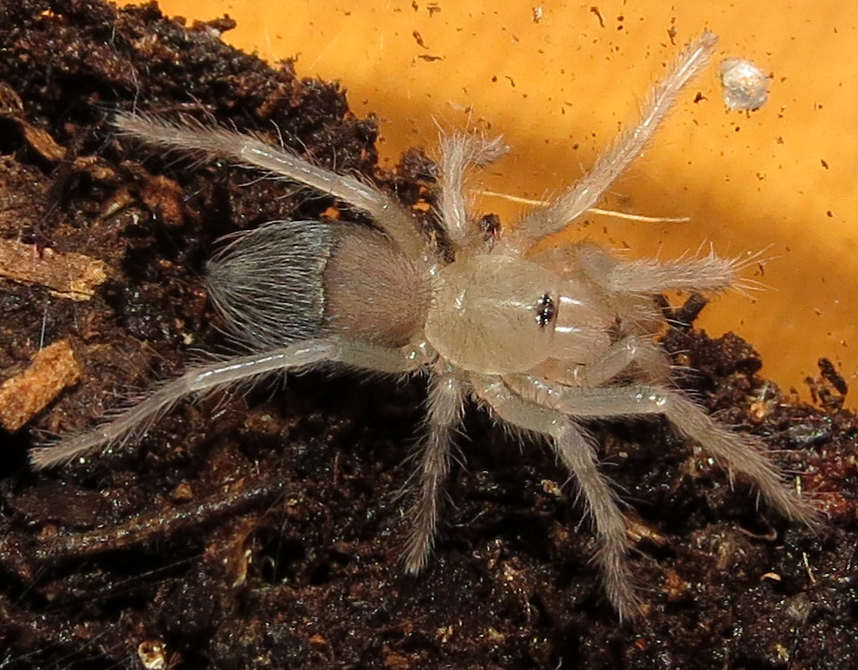 Freshly Molted Pterinopelma sazimai Sling (0.6")