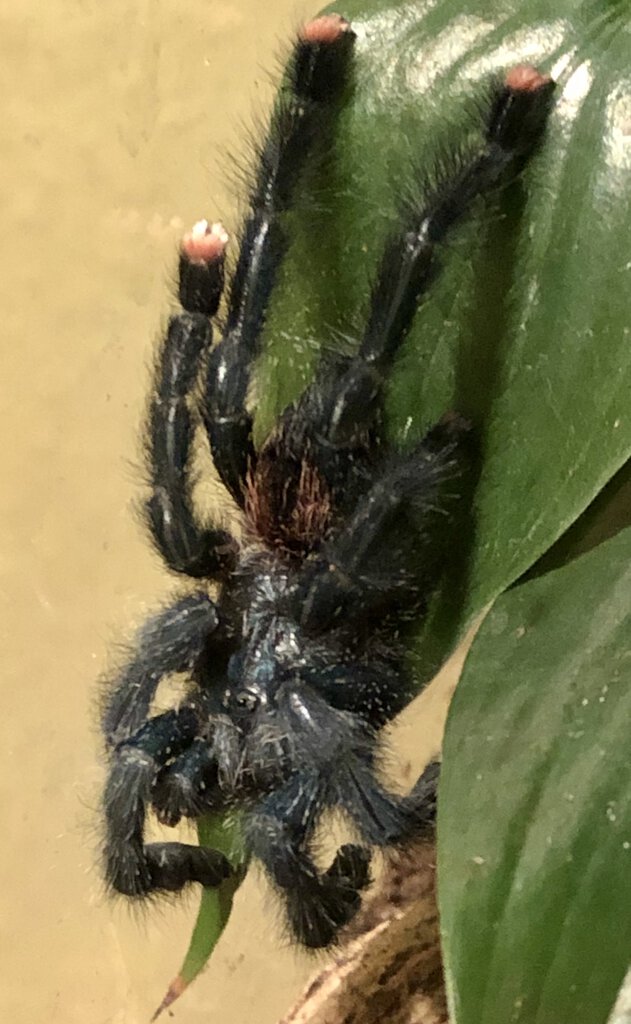 Freshly molted (sold as C Versicolor) Part 1