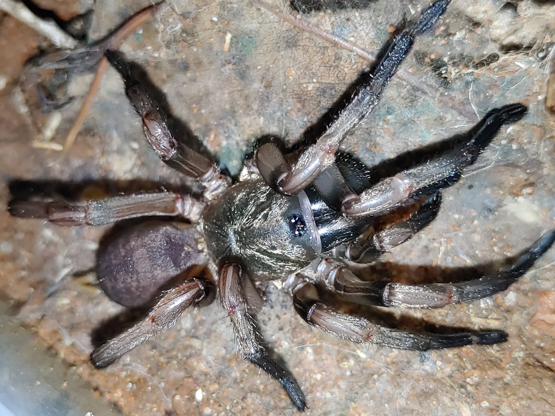 freshly molted Stanwellia CF. inornata