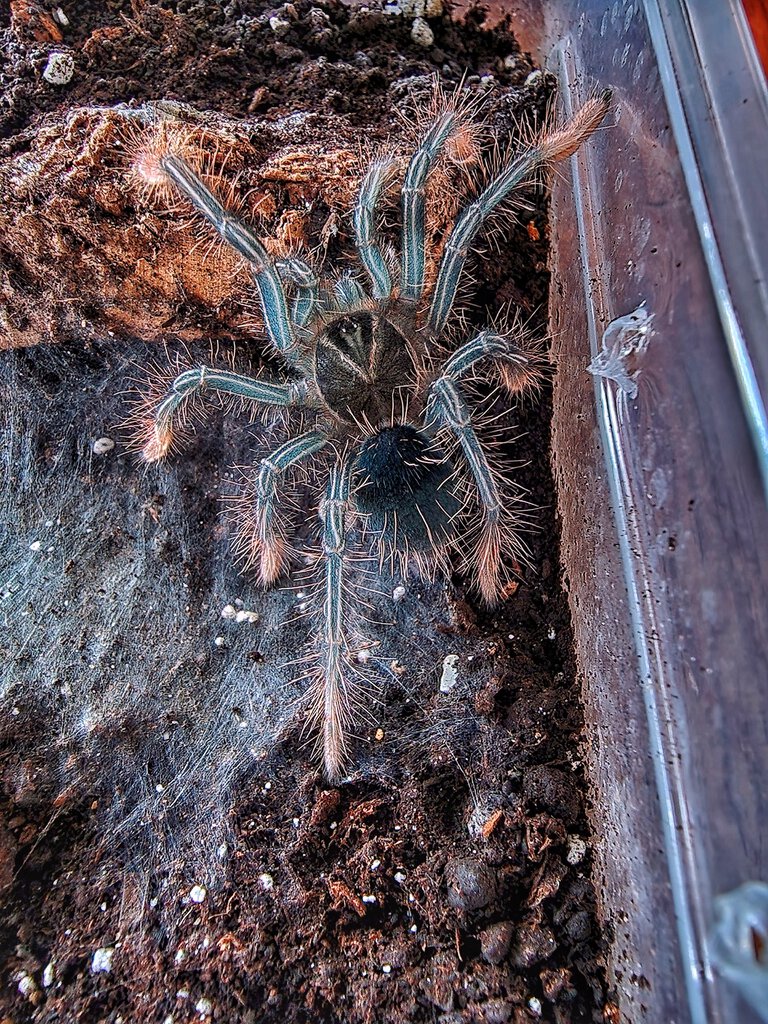 Freshly molted T apophysis