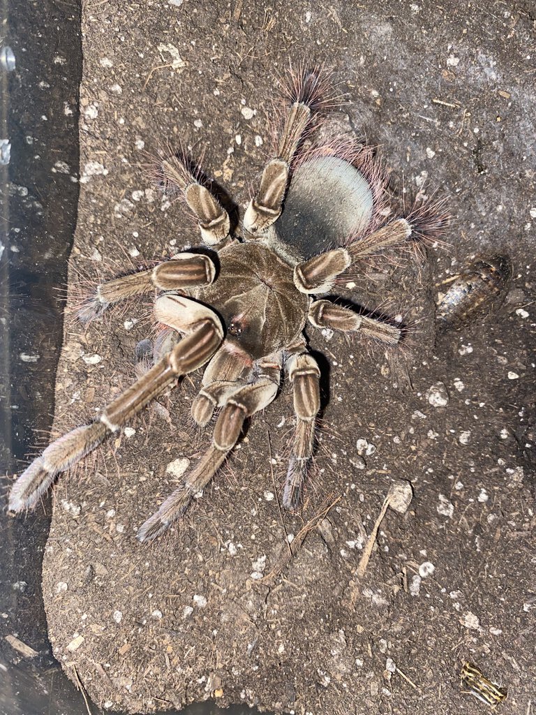 Freshly molted T.stirmi