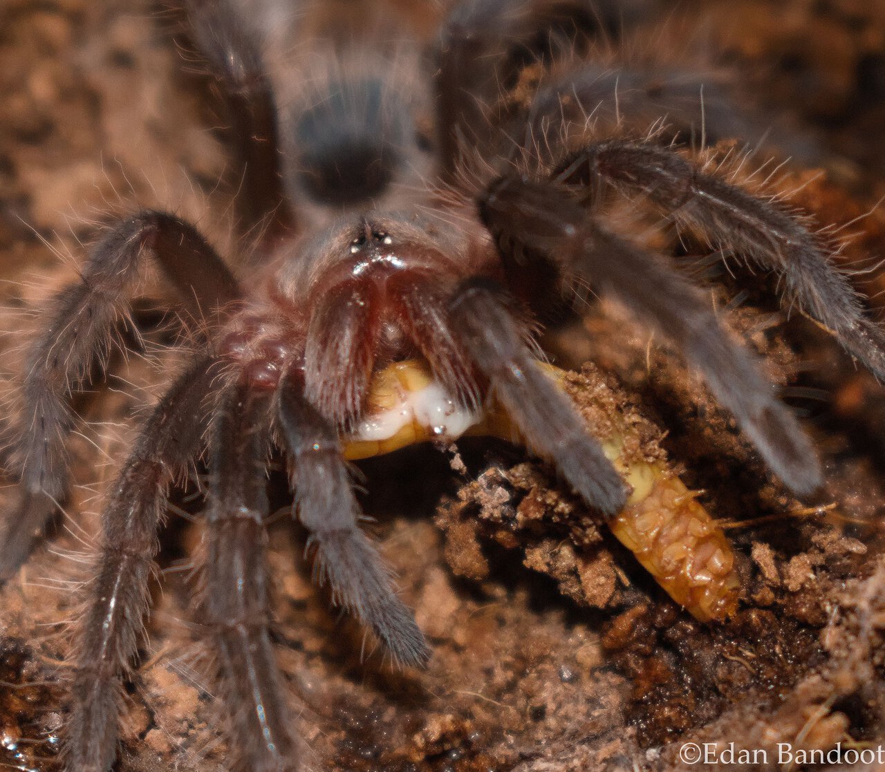 freshly molted Tliltocatl albopilosus Nicaragua eating a mealworm