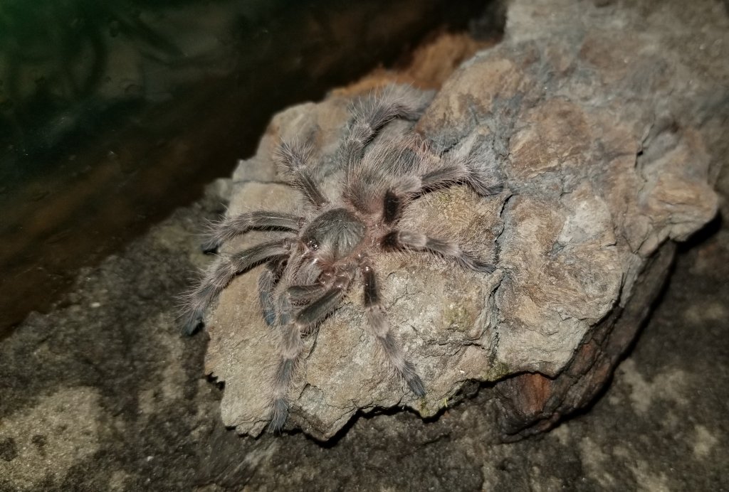 Freshly molted tripepii