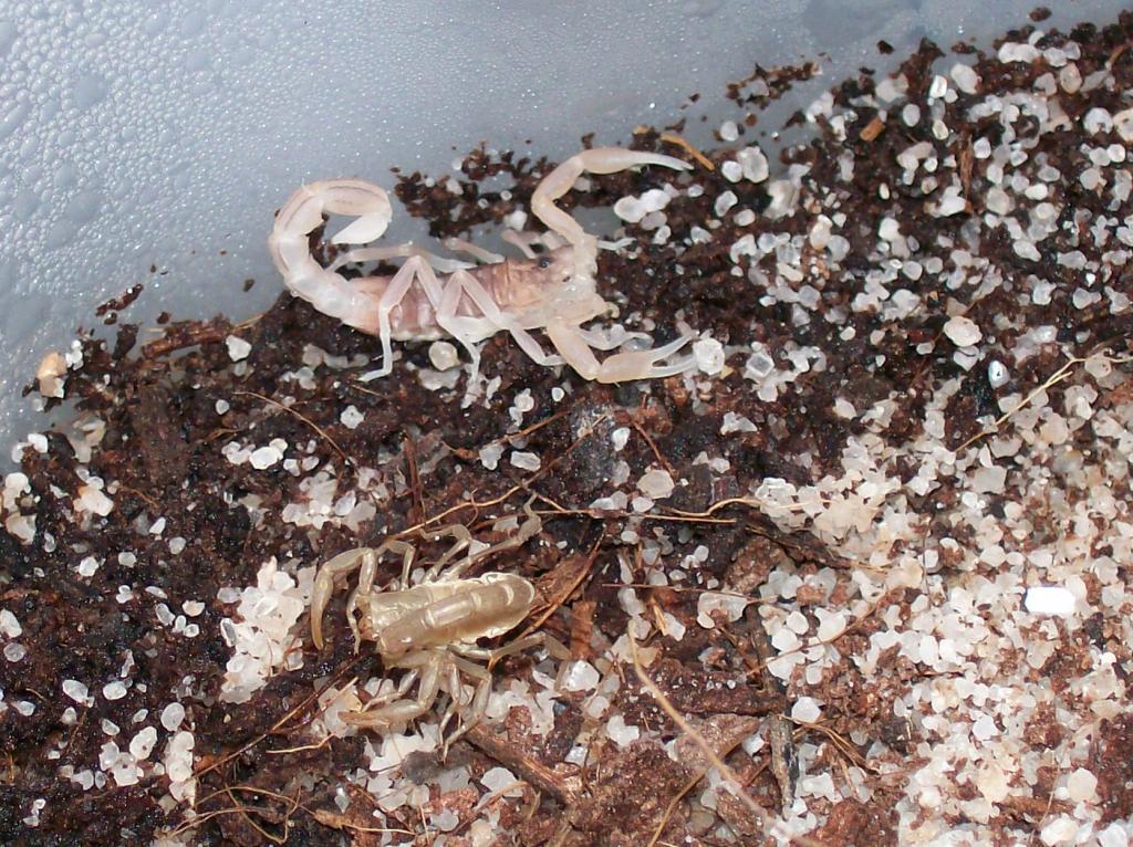 Freshly molted Vaejovis