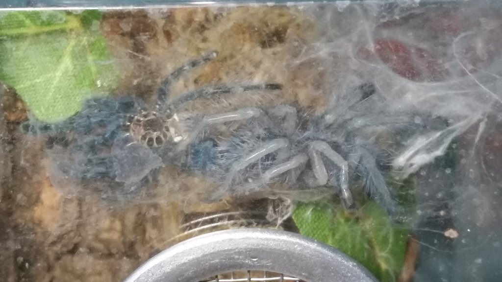 Freshly molted versicolor