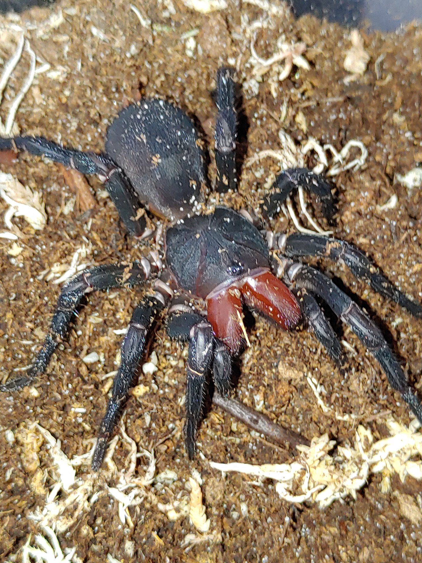 Freshly molted Xamiatus rubifrons