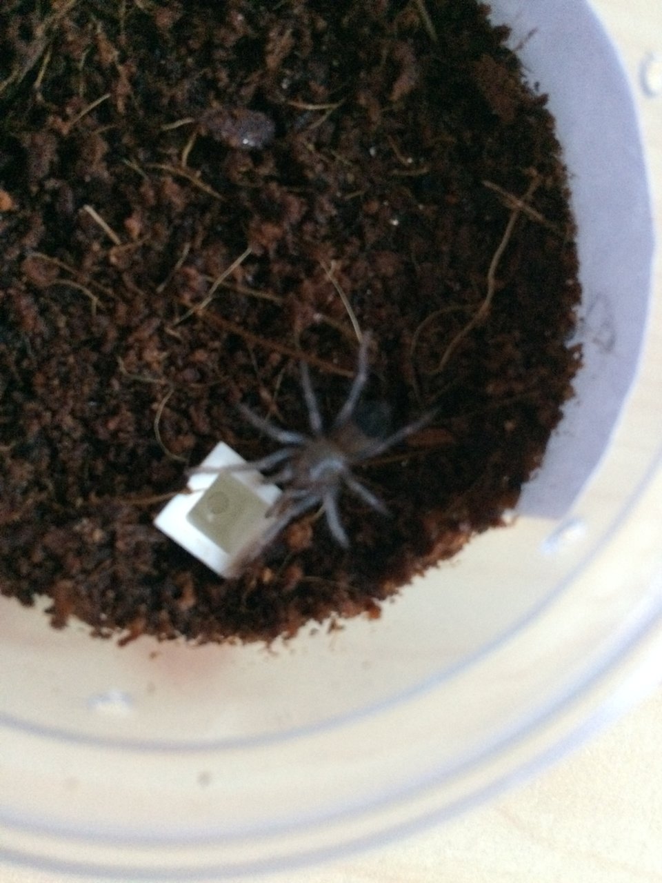 Freshly molted