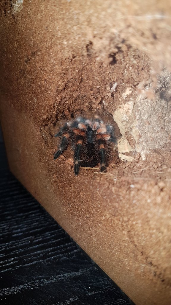 Freshly molted