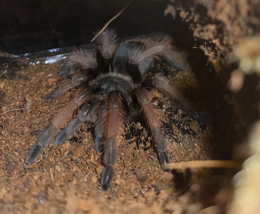 Freshly molted