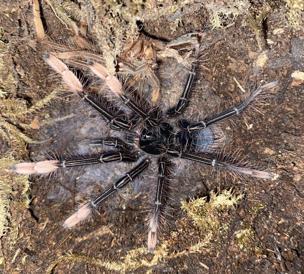 Freshly molted