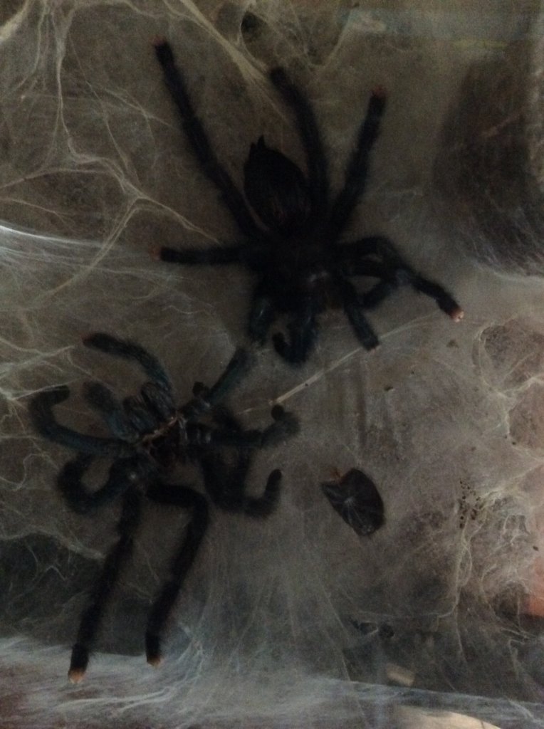 Freshly Moulted A. Avicularia