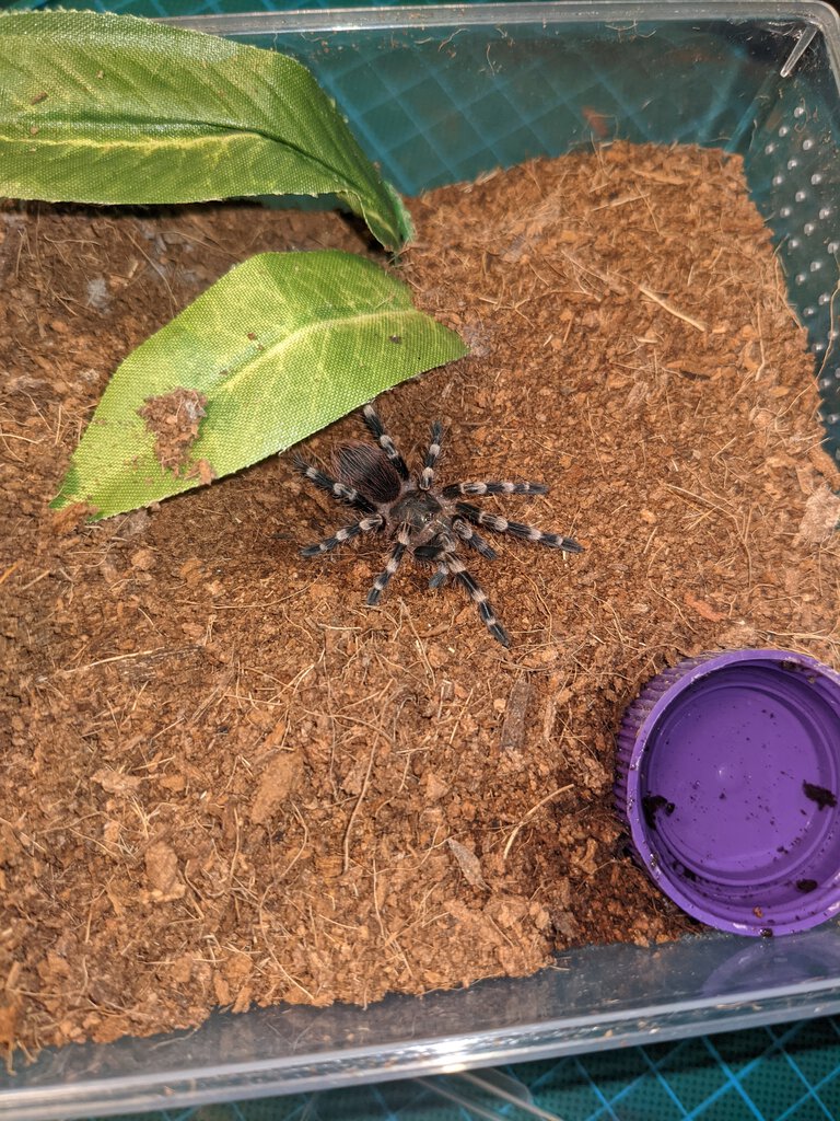 Freshly moulted A. geniculata