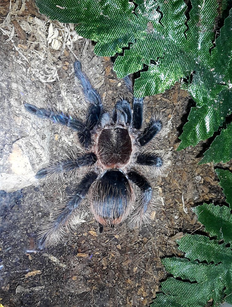 Freshly moulted B. albopilosum (Honduran/Hobby form)