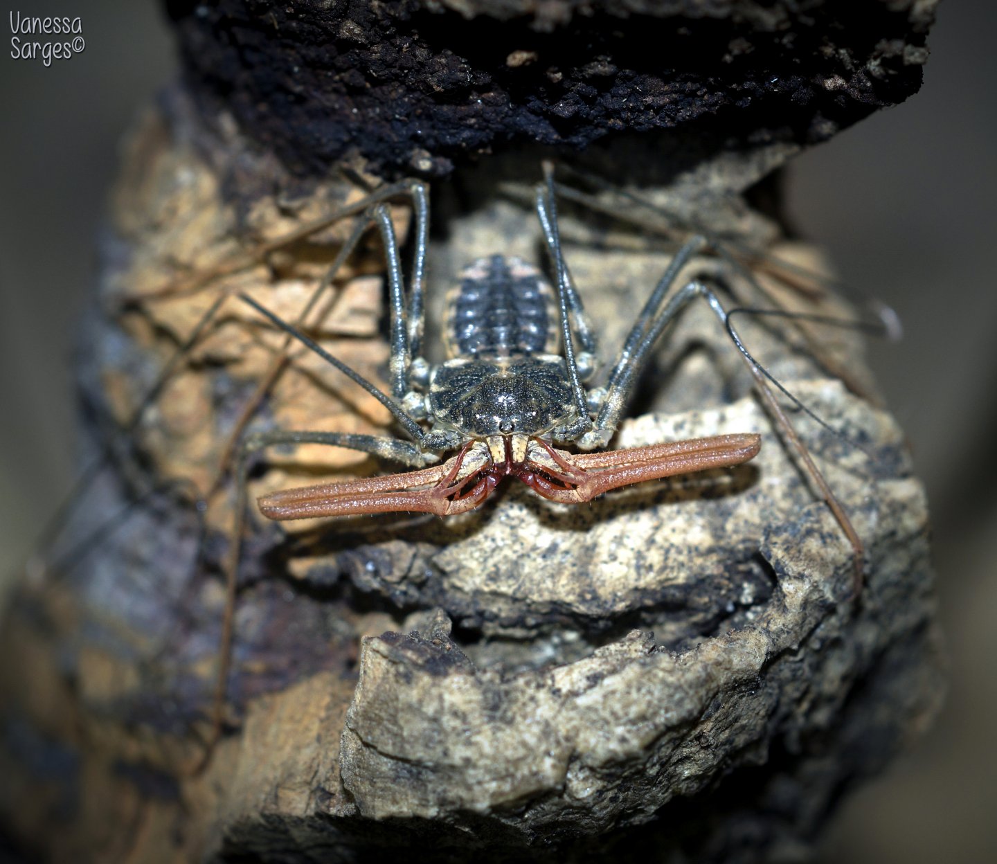 Freshly Moulted Euphrynichus bacillifer