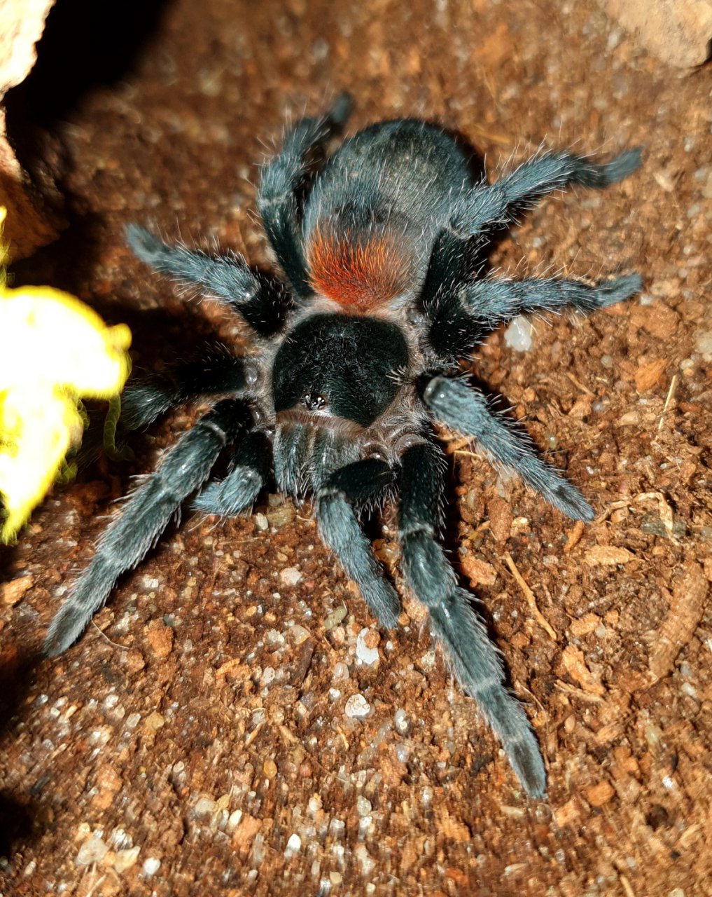 Freshly moulted H. chilensis