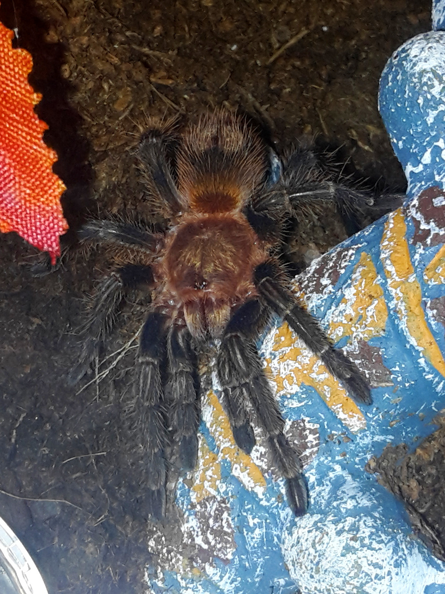 Freshly moulted H. sp. blue peru