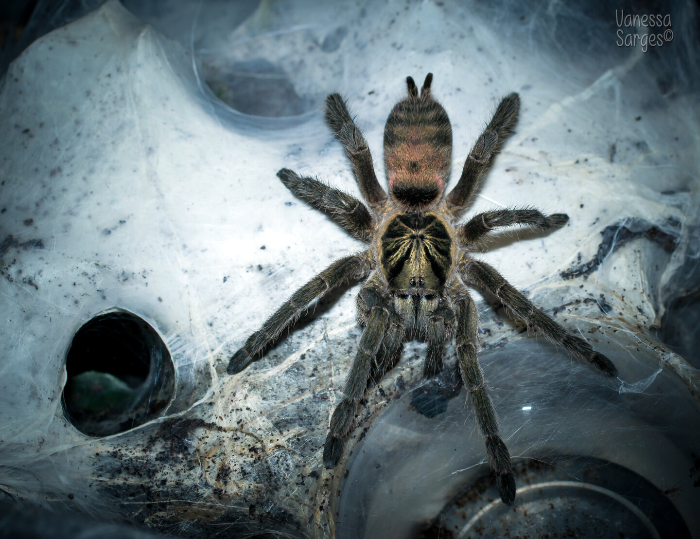 Freshly Moulted Neoholothele incei Adult Female