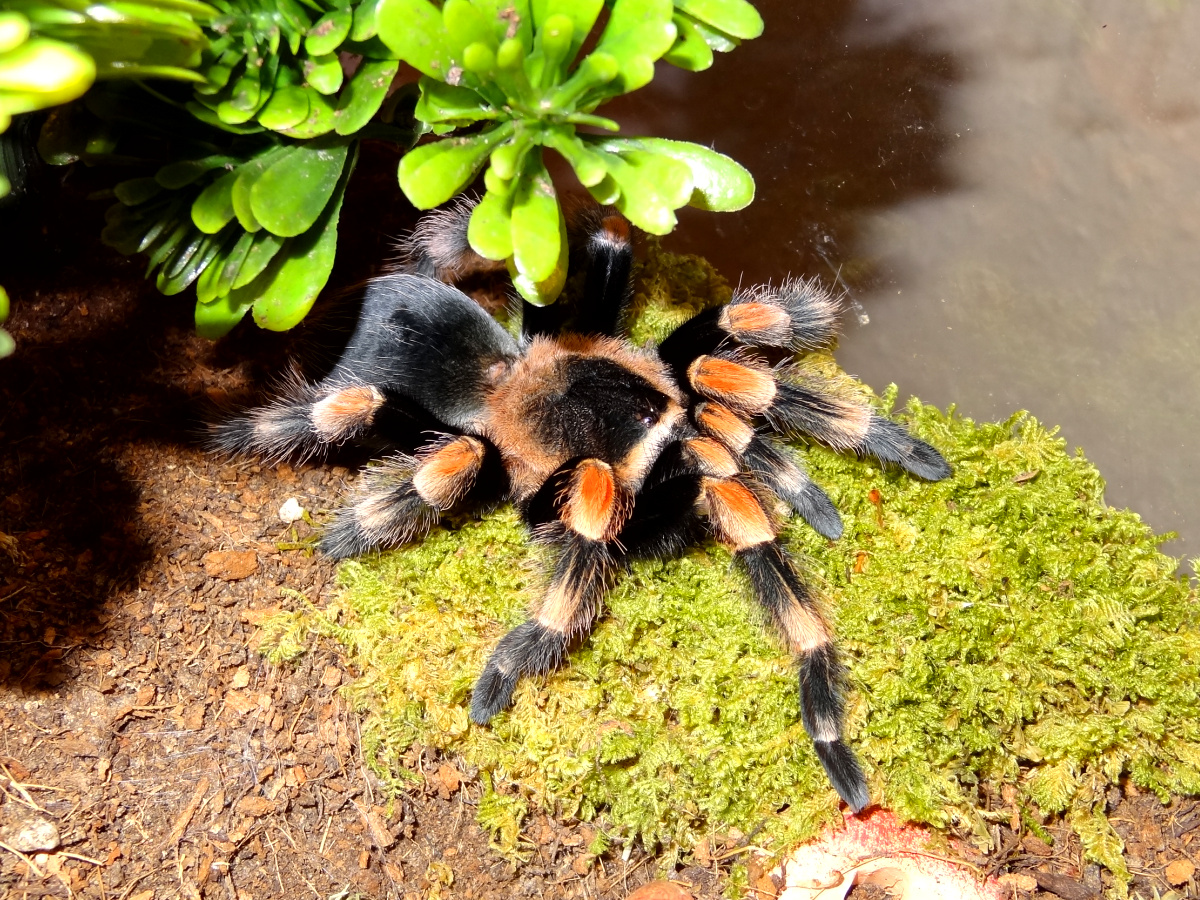 Freshly moulted SAF B. hamorii