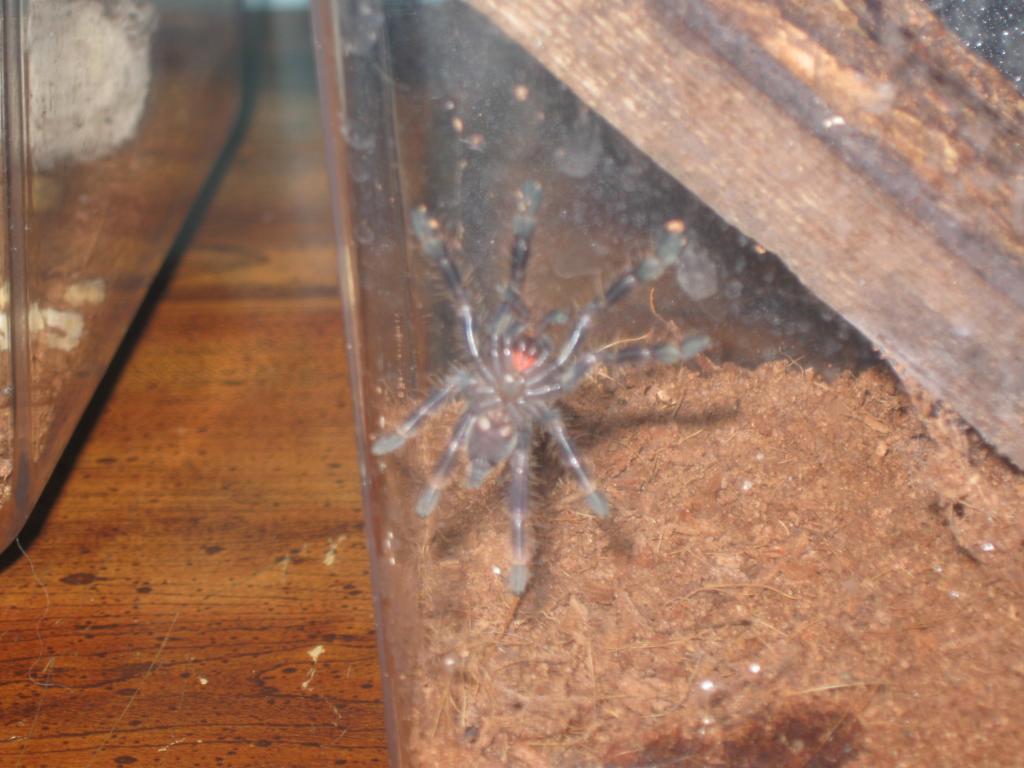 Fringed Ornamental (poecilotheria Ornata)