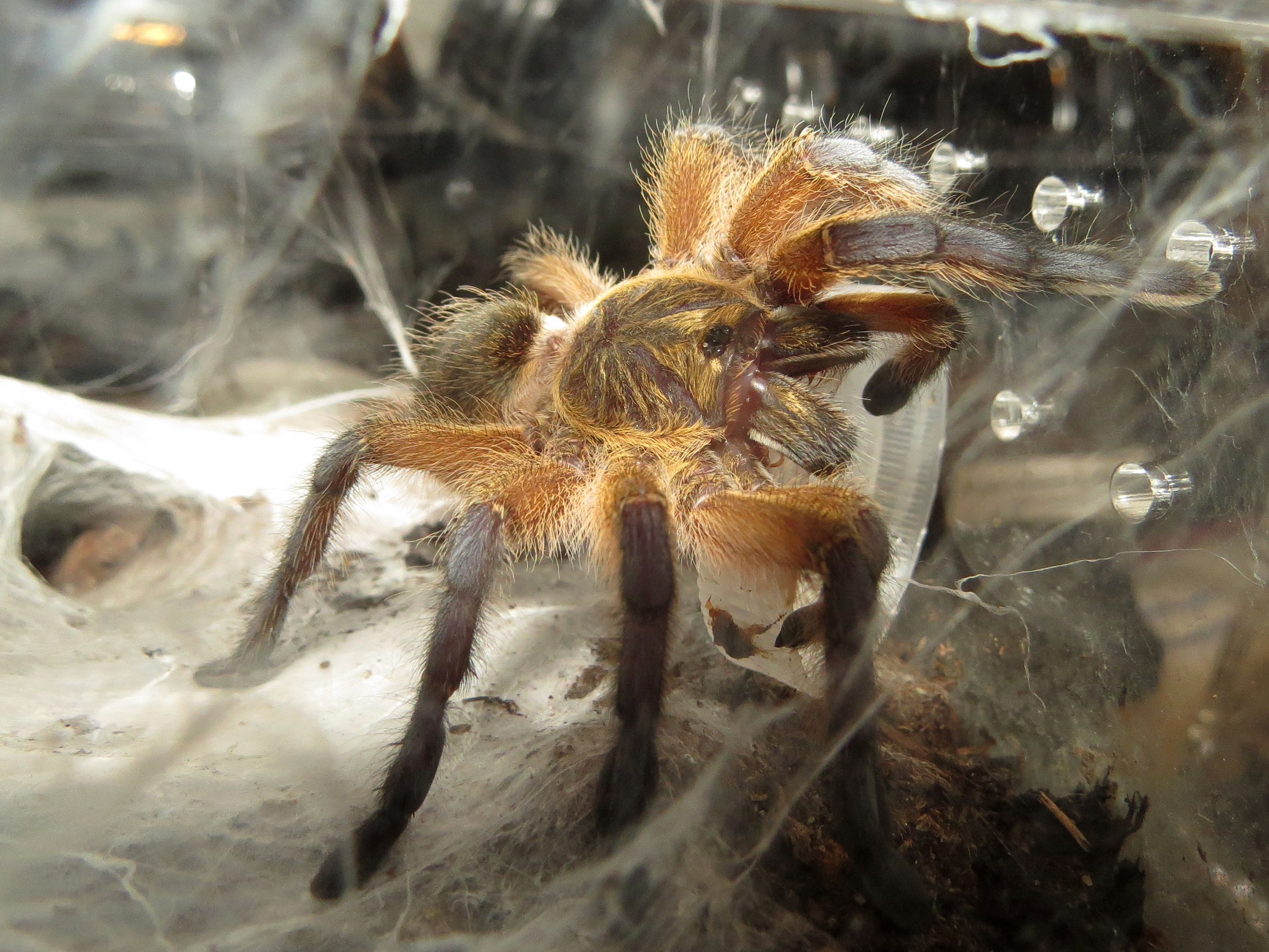 Frisbee (♀ Harpactira pulchripes 2.5")