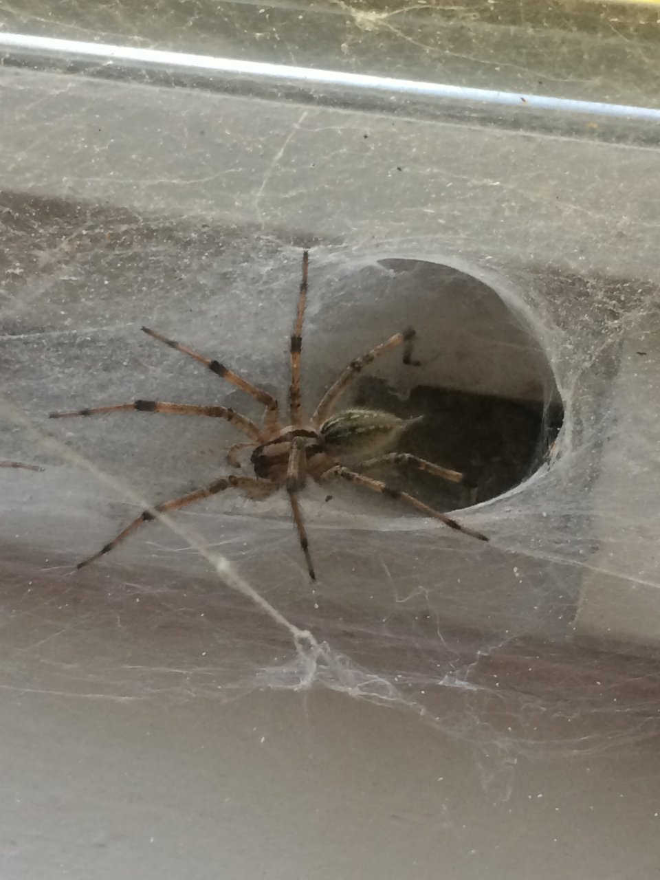 Funnel Weaving Grass Spider