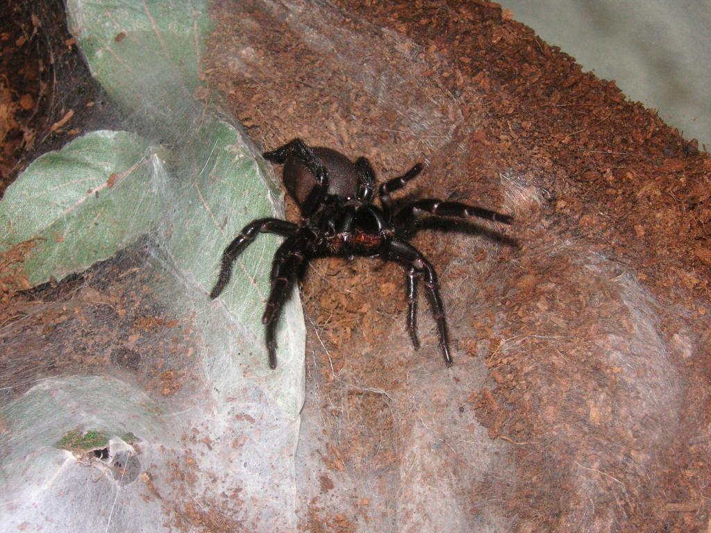Funnel Web a little angry