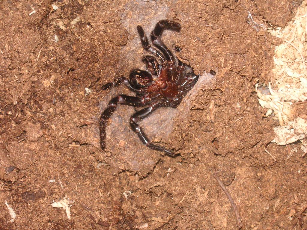 Funnel Web Atrax Robustus Female