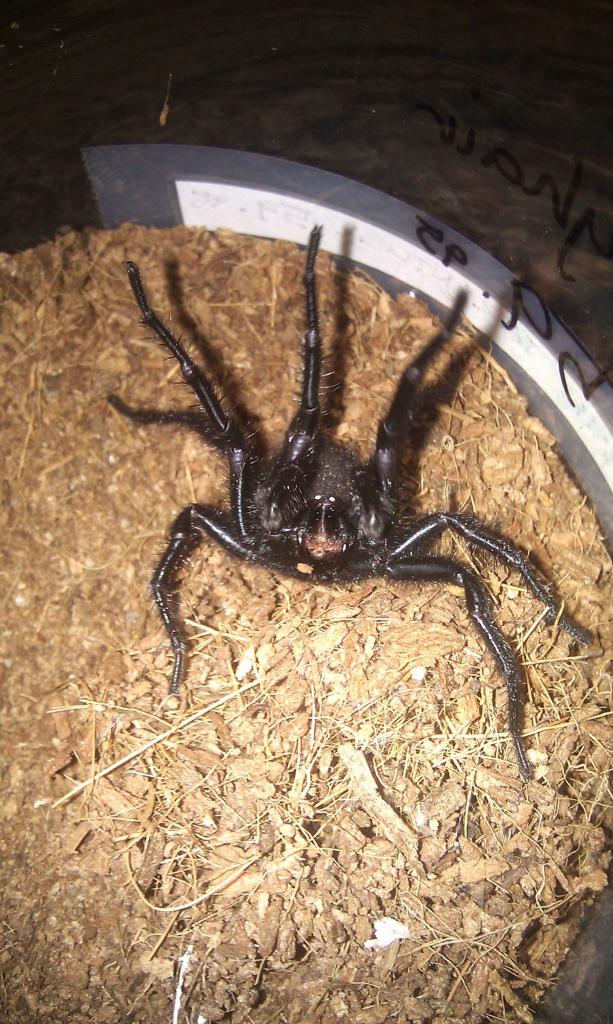 Funnel-Web Spider