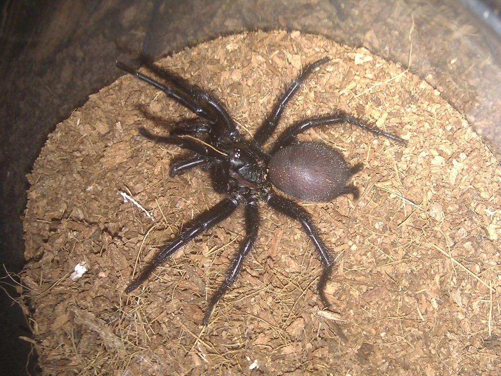 Funnel-Web Spider