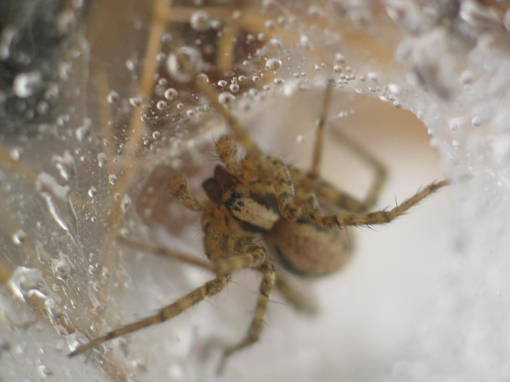 Funnelweb (Hololena sp.)