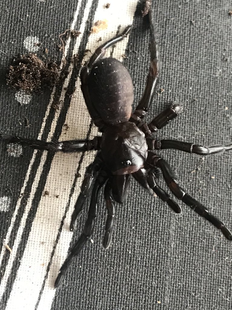 Funnelweb Spider ID [1/2]