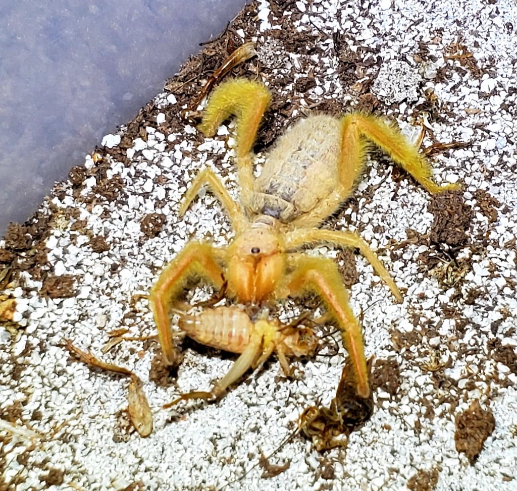 full grown camel spiders