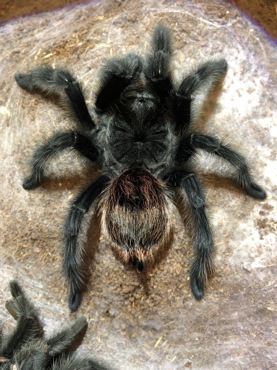 G. acteon - juvenile female- fresh molt DLS ~5.5"