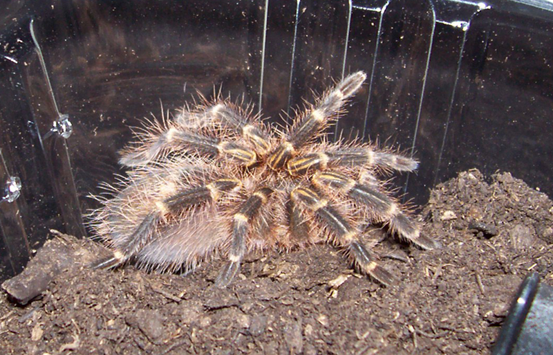 G. aureostriata, 2"