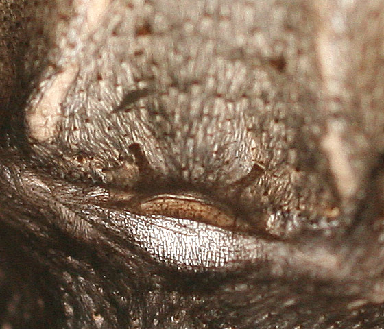 G. aureostriata closer one