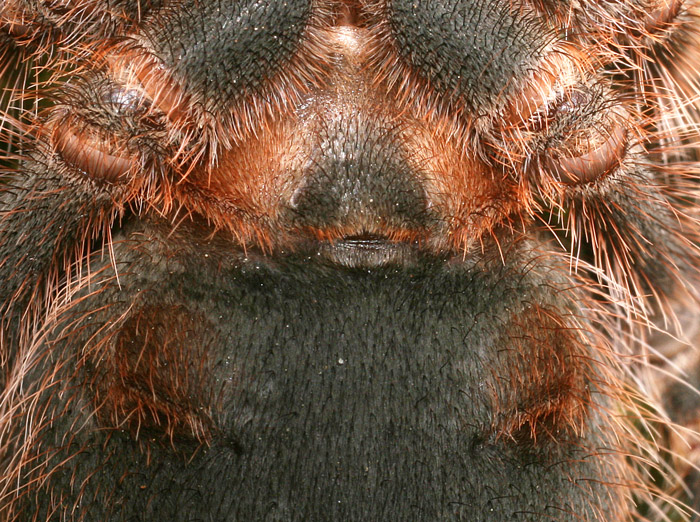 G. aureostriata detail