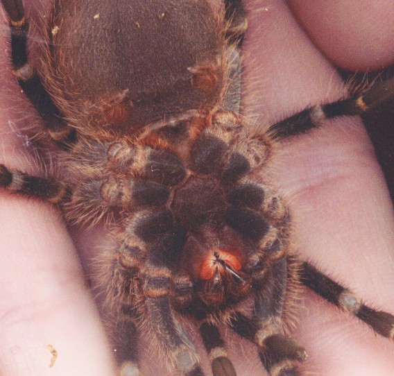 G. aureostriata juvenile, please sex me