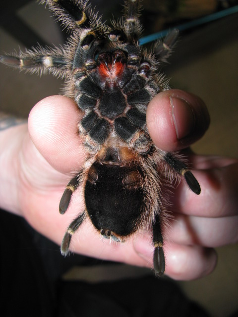 G. Aureostriata male or female?