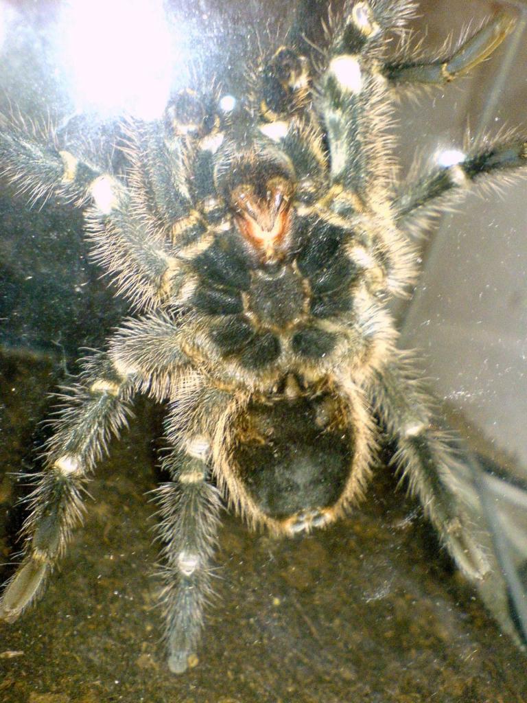 G. aureostriata (mature male)