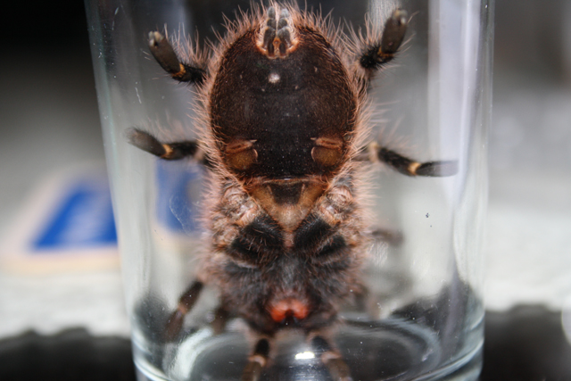 G. Aureostriata (pulchripes) Male Or Female?