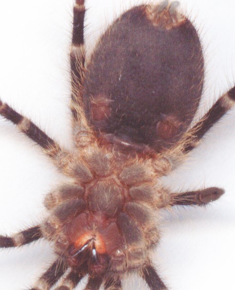 G. aureostriata sub-juvenile sling